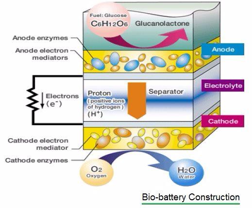 Bio battery construction