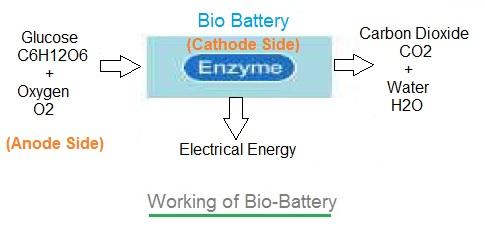 Bio battery working