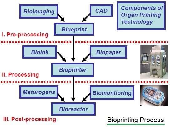 Bioprinting process followed by Bio-printer