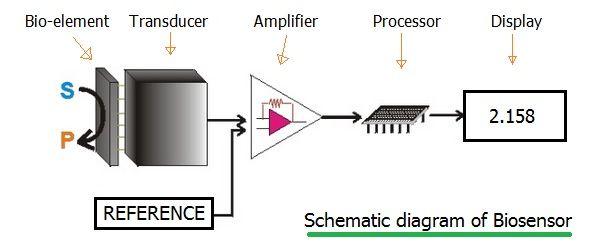Biosensor Display Design Biosensor Basics: Principles, Operation, and Applications | RF Wireless ...