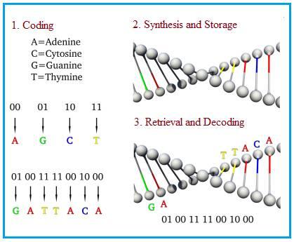 DNA data storage
