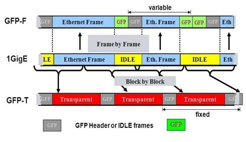 GFP-F versus GFP-T