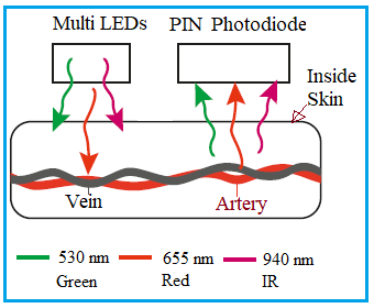 LEDs and Photodiodes for Heart Rate and SpO2 measurement
