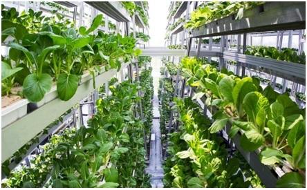 Vertical Farming