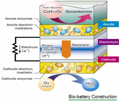 Bio Battery: Construction, Working, Advantages, and Disadvantages