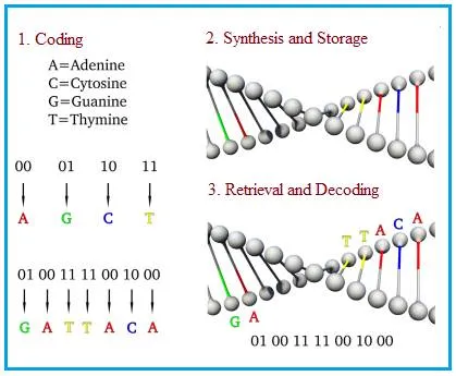 What is DNA Data Storage : Advantages and Disadvantages