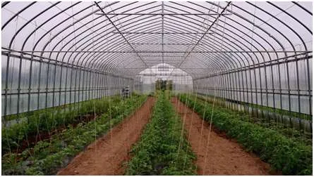 What is Greenhouse Farming : Advantages and Disadvantages