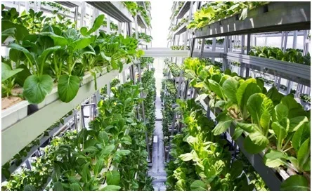 What is Vertical Farming: Advantages and Disadvantages