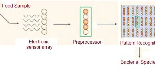 Food Adulteration Detection: Electronic Nose and Optoelectronic Sensing